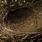 Slowly, Slowly The Bird Builds Its Nest…
