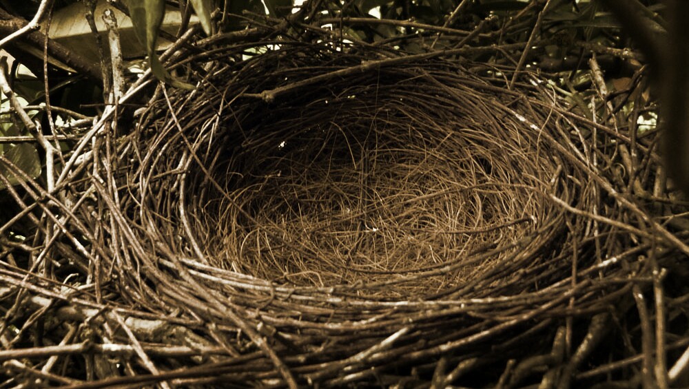 nest